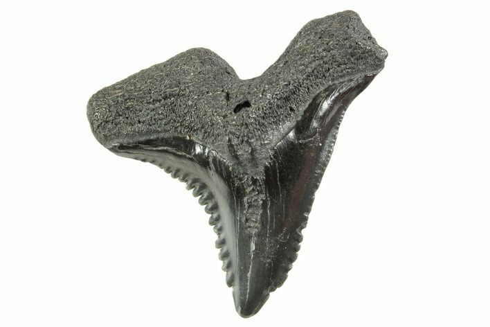 Snaggletooth Shark (Hemipristis) Tooth - South Carolina #372502